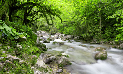 river in beautiful forest