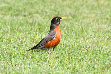 American Robin (Turdus migratorius)