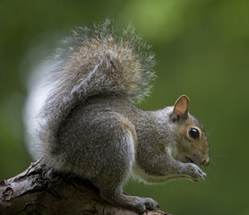 Eating squirrel