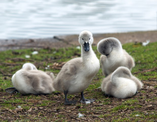 Cygnets