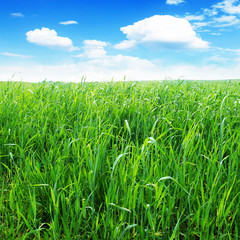 Obraz premium Green field and blue sky.