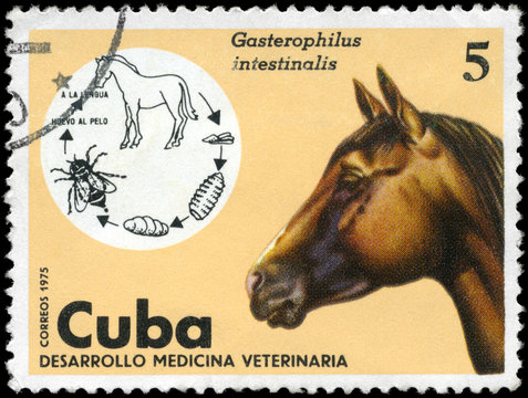 CUBA - CIRCA 1975 Horse