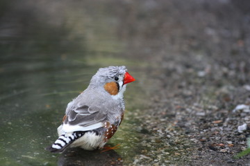 Small colorful bird taking a bath