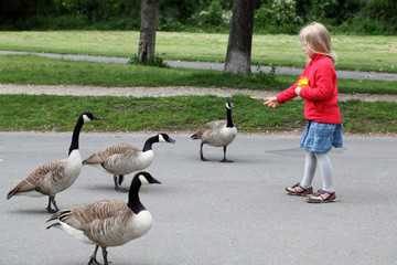 Kind füttert Gänse © MAK