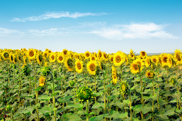 Obraz premium Sunflowers field under blue sky with clouds