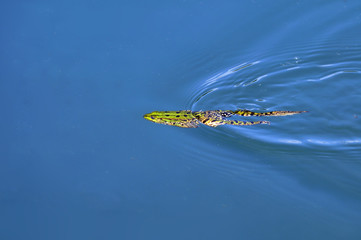 A frog swimming under the surface