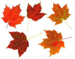 Colorful autumn leaves isolated on a white background.