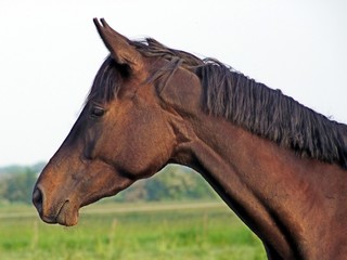 pferd
