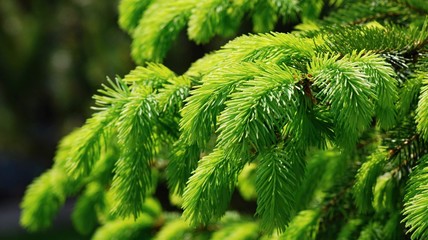 Common spruce