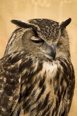 Owl portrait