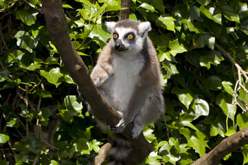Lemur catta