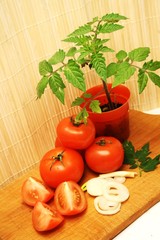 Biotomaten aus eigenem, Anbau