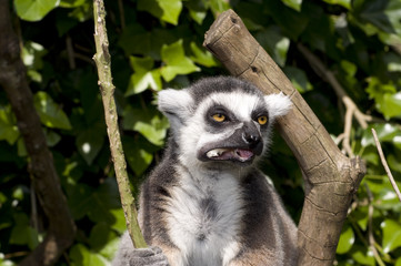Lemur Catta comiendo pan