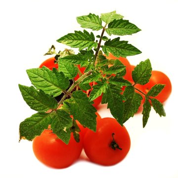 Tomaten und Blattwerk