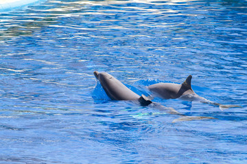 dolphin jump out of the water in sea