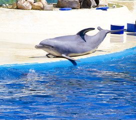 Fototapeta premium dolphin jump out of the water in sea