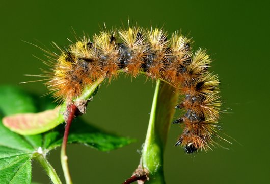 .The silver-spotted tiger moth, Lophocampa argentata