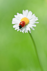 ladybug © Ivan Kmit
