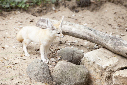 fennec