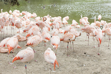 flamants roses