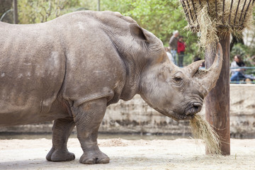 Obraz premium rhinocéros