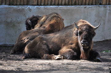 European bison