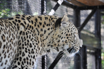 Leopard