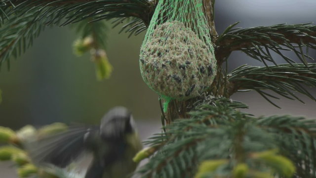 HD1080p Spatz auf dem Baum