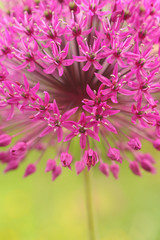 Purple garden flower