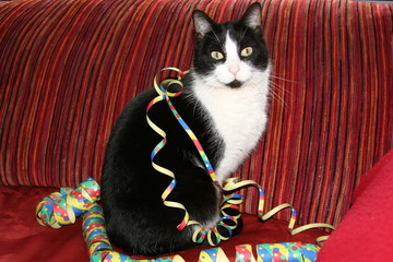 Katze mit Luftschlangen