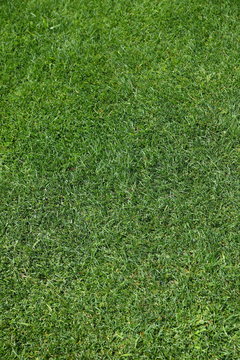 全面芝生 の画像 149 件の Stock 写真 ベクターおよびビデオ Adobe Stock