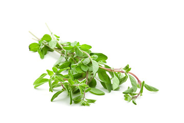 Marjoram