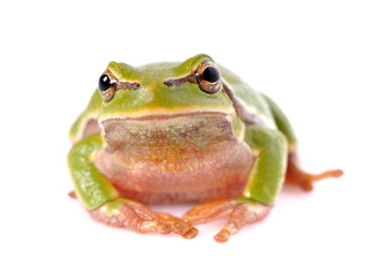 closeup green tree frog isolated on white background