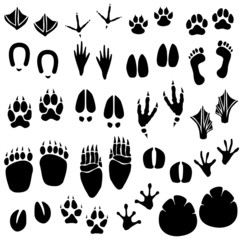 Animal Footprint Track Vector