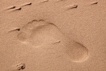 Fototapeta na wymiar men's footprint on a beach sand