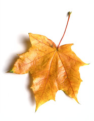 Maple leaf