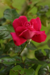 Rosa