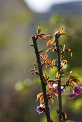 Fresh Green Leaves of Cherry Flower in Spring