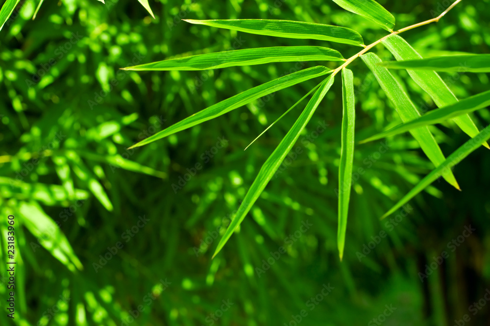 Wall mural foliage