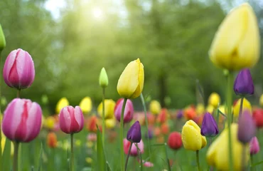 Cercles muraux Tulipe Tulipes colorées