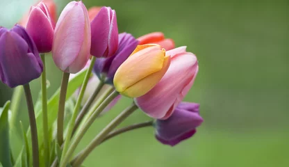 Papier Peint photo Lavable Tulipe Tulipes colorées dans le jardin