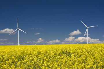 campos de colza en primavera y turbinas de viento