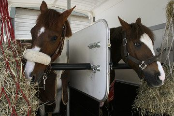 Two ponies in the stables