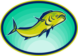 Dorado dolphin fish or mahi-mahi
