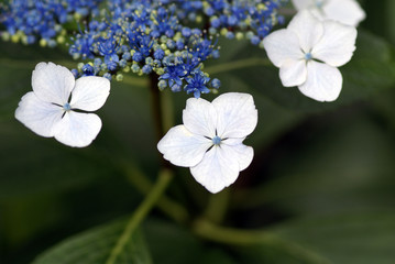 春の花d-124