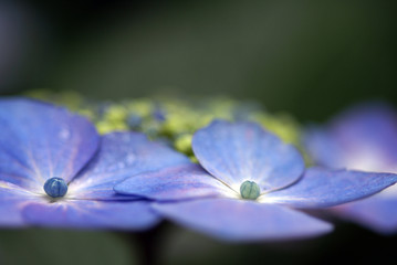 春の花d-162