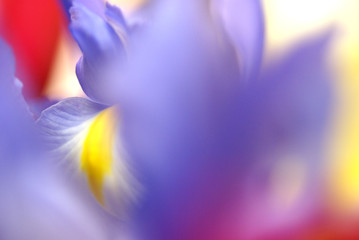 春の花d-49