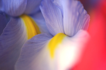 春の花d-51