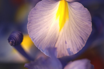 春の花d-53