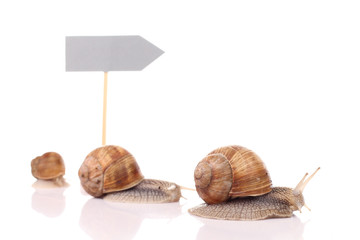 Schnecken mit Wegweiser